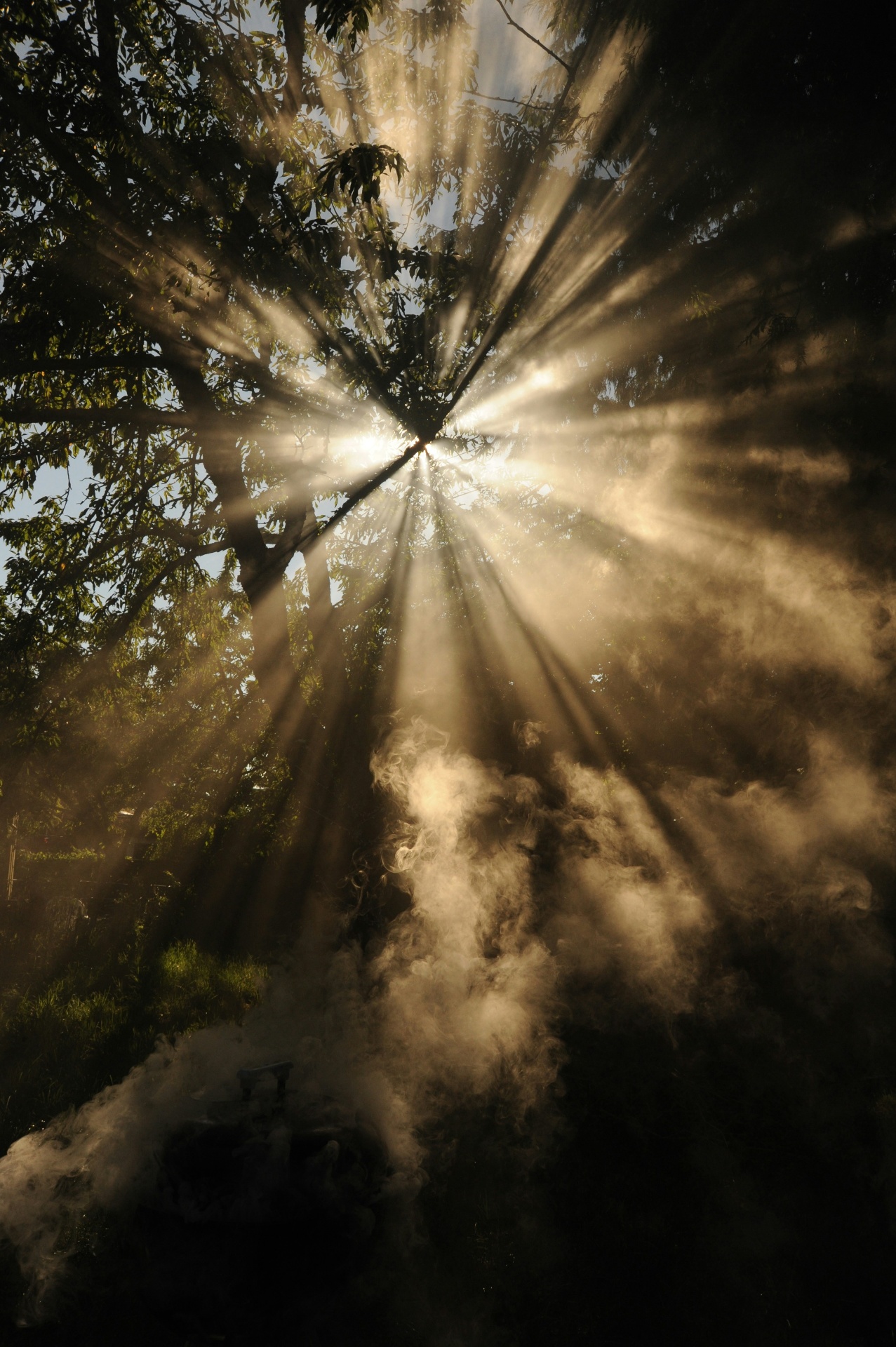 Sunbeams through trees